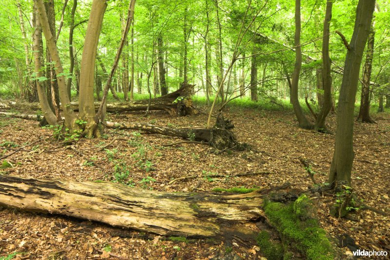 Bosreservaat Vrouwenbos