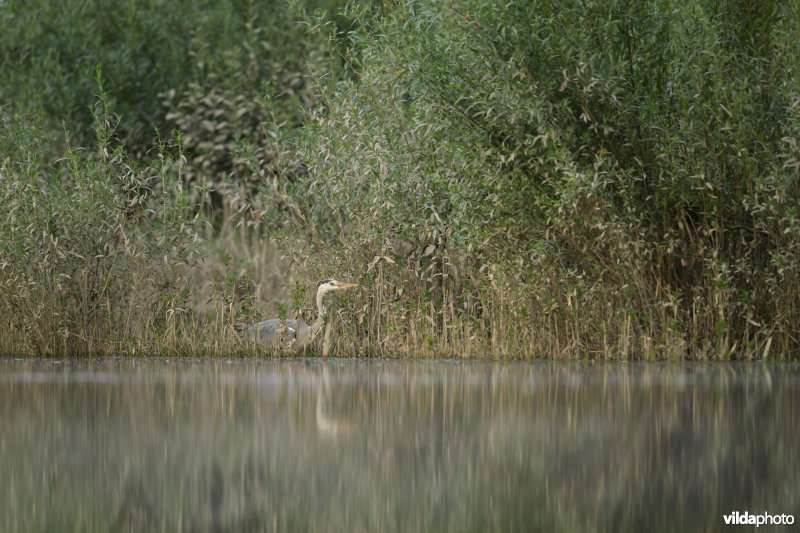 Blauwe reiger