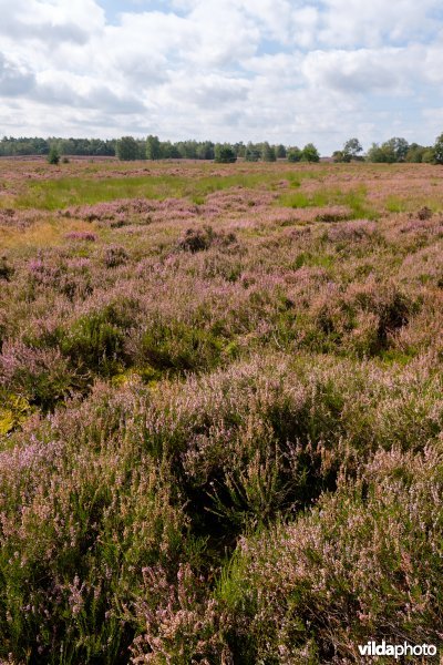 Structuurrijke droge Europese heide