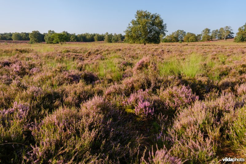 Droge Europese heide