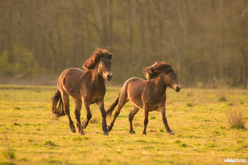 Exmoor pony in De Maashorst