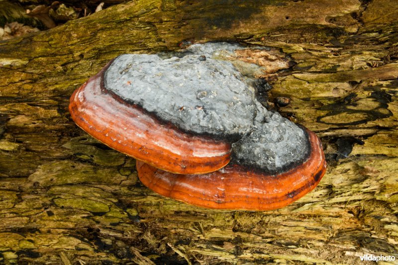 Roodgerande houtzwam