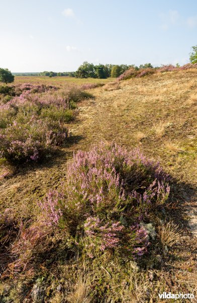 Overgang van buntgrasvegetatie naar heide