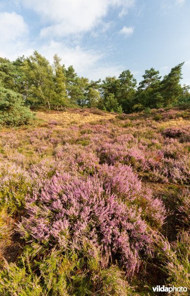 Heide op een landduin