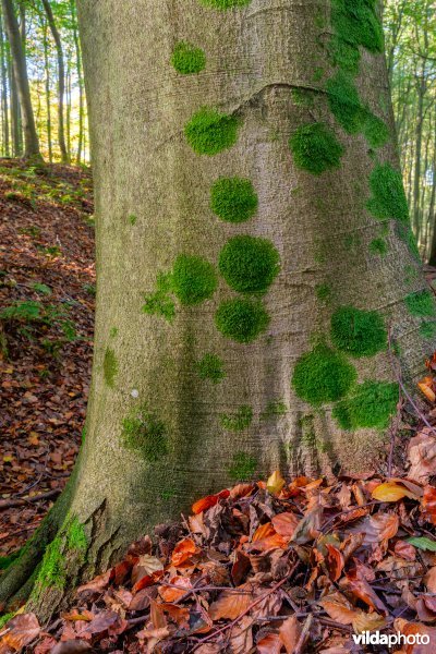 Levermossen in een beukenbos