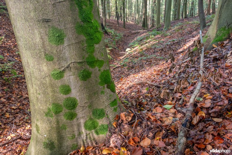 Levermossen in een beukenbos