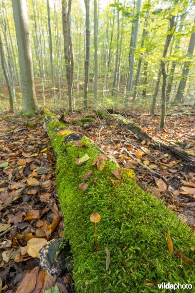 Habitat 9120 Zuurminnende beukenbossen