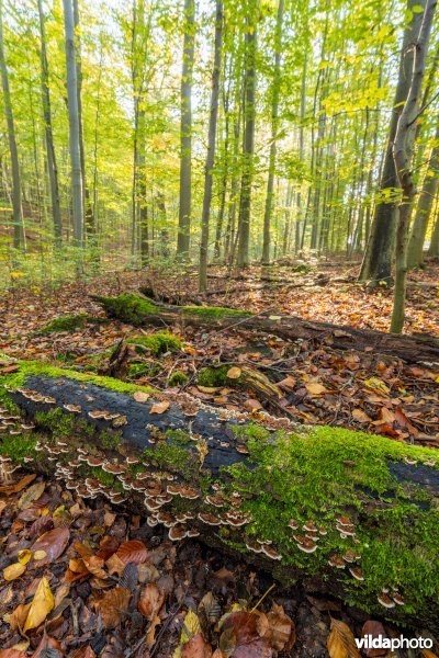 Habitat 9120 Zuurminnende beukenbossen