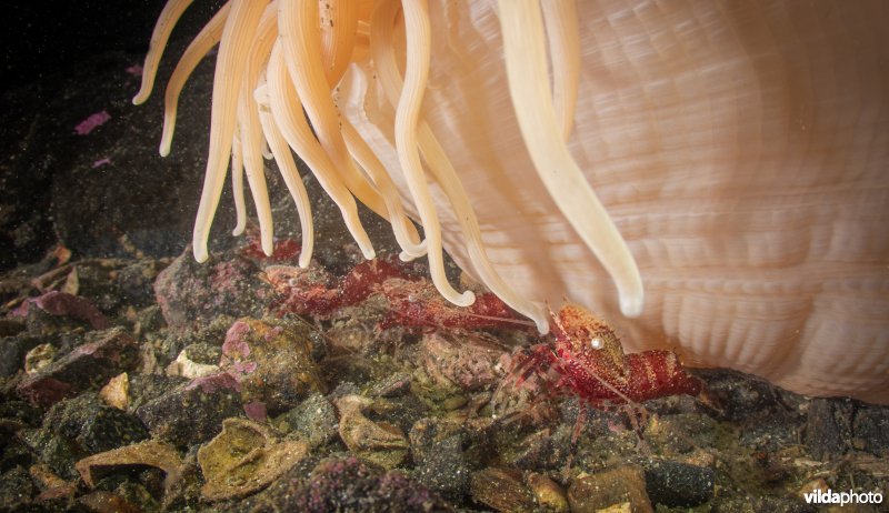 Gezaagde bultkopgarnaal onder diepzeeanemoon