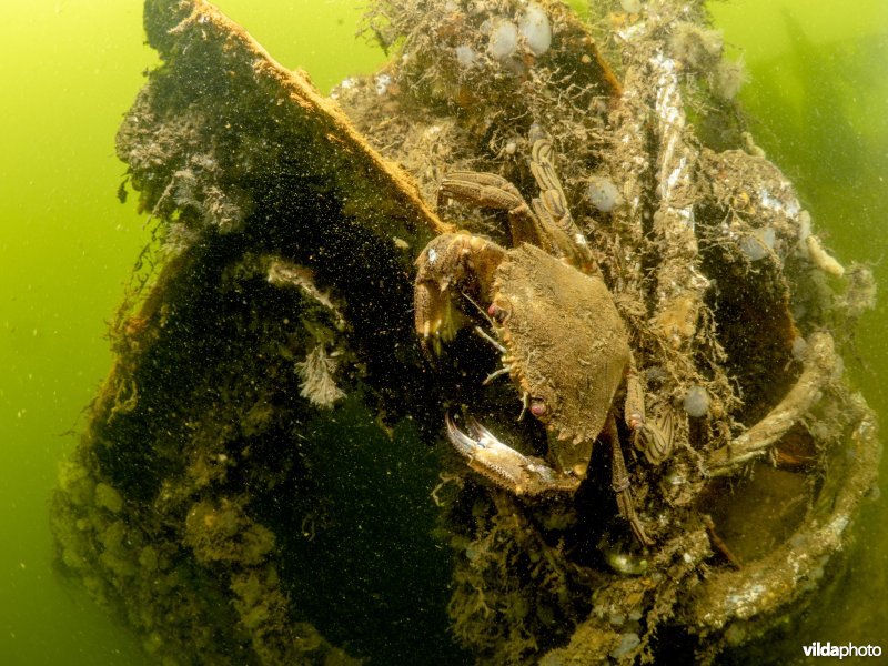 Fluwelen zwemkrab op een scheepswrak