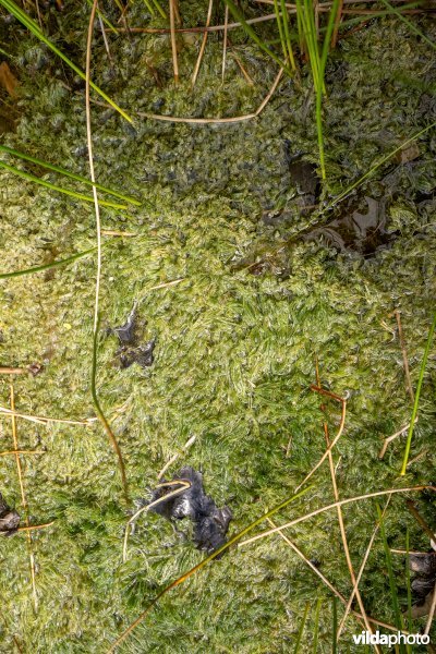Kranswiervegetatie met Ruw kransblad