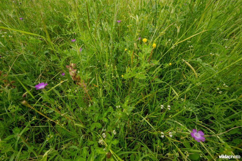 Soortenrijke bloemenakker op kalkrijke grond