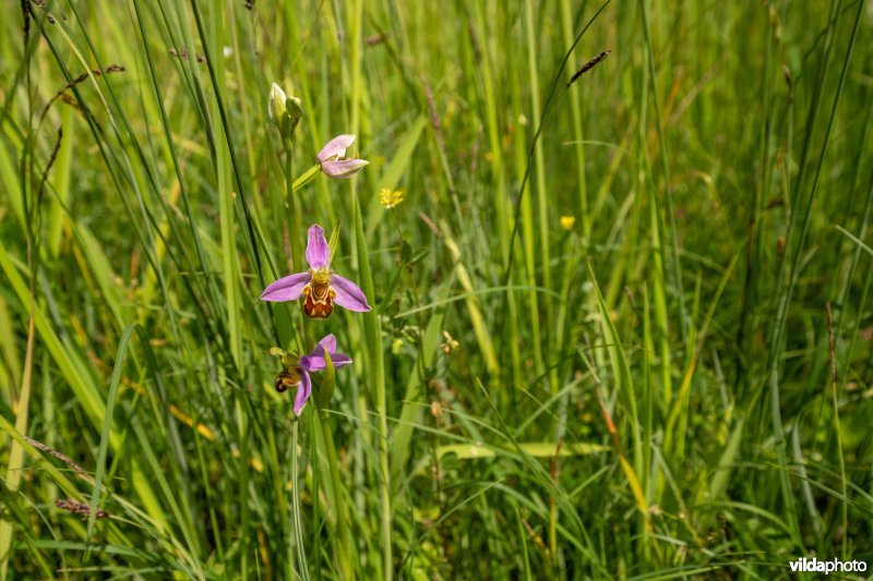 Bijenorchis in Torfbroek