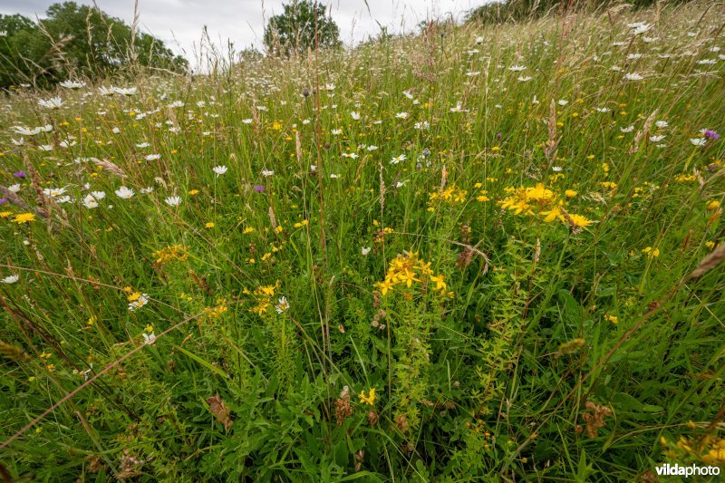 Kalkgrasland op de Kruisberg