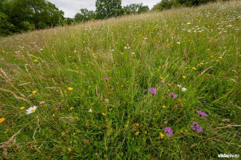 Kalkgrasland op de Kruisberg