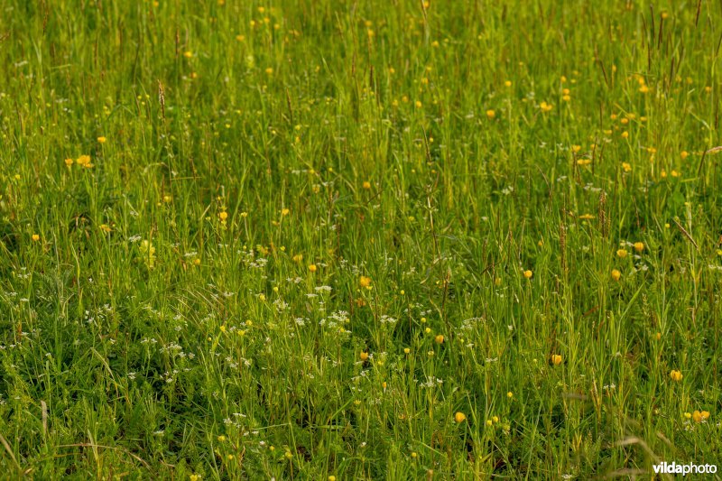 Bloemrijke akker op kalkbodem