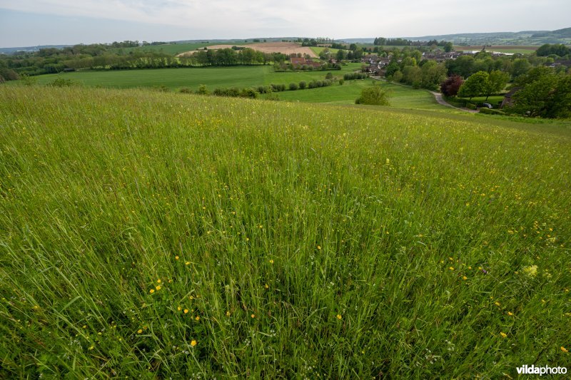 Bloemrijke akker op kalkbodem