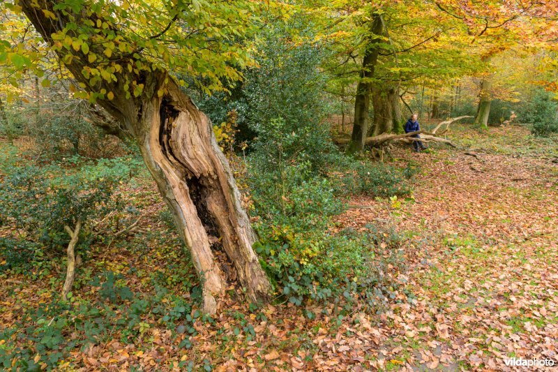 Bentheimerwald, Duitsland