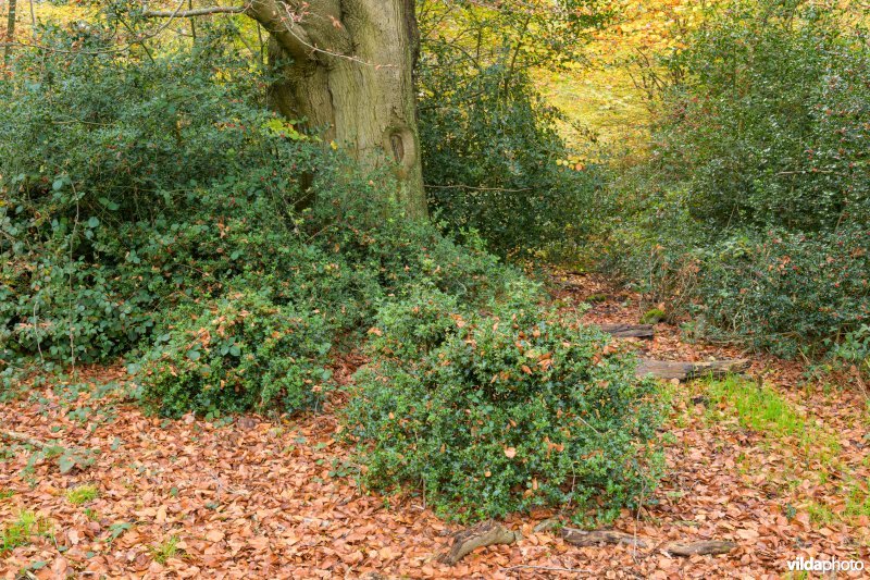 Bentheimerwald, Duitsland