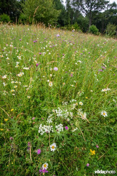 Gewone margriet in bloemrijk grasland