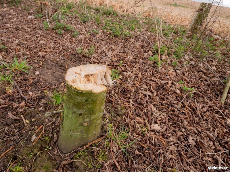 Beheer van houtkanten in agrarisch landschap