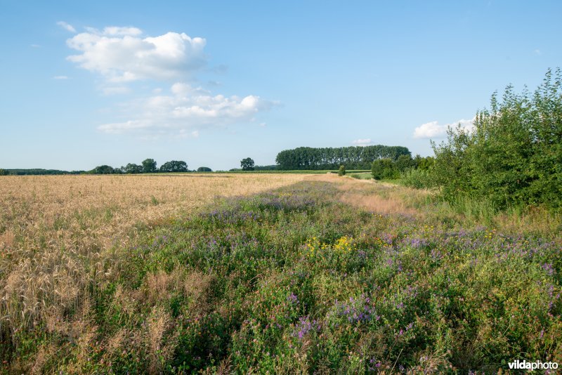 Vogelwikke in een bloemenstrook of akkerrand