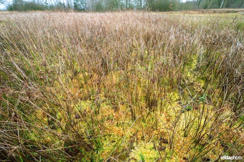 Veenmosvegetatie in de Zwarte beek