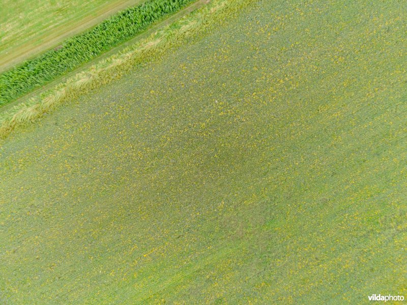 Luchtfoto van kruidenrijk grasland met ruige rand