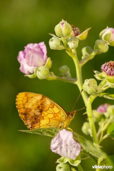 Braamparelmoervlinder