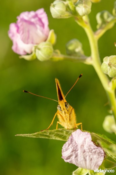 Braamparelmoervlinder