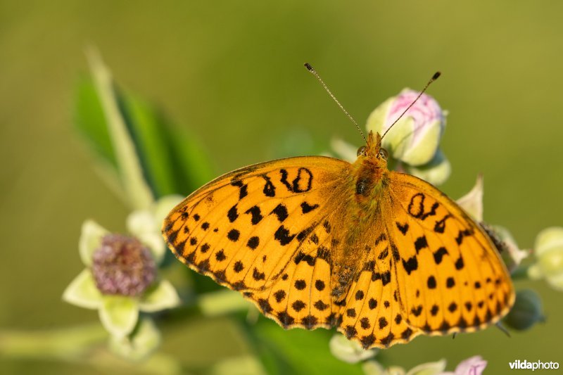 Braamparelmoervlinder