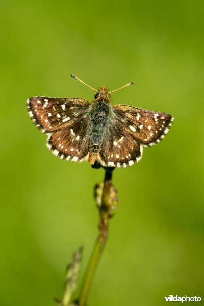 Kalkgraslanddikkopje