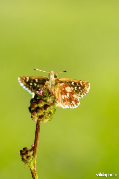 Kalkgraslanddikkopje