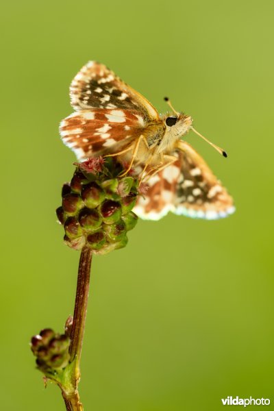Kalkgraslanddikkopje