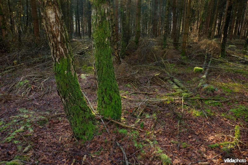 Ruwe berk in fijnsparrenbos
