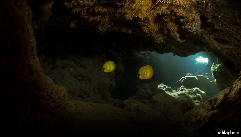 Koppeltje gele koraalvlinders in een onderwatergrot