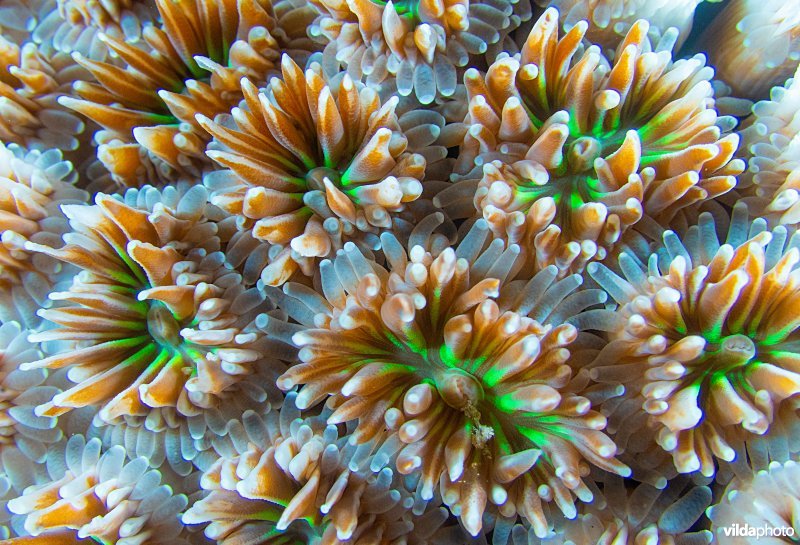 Kleurrijk detail van koraal in de Rode Zee