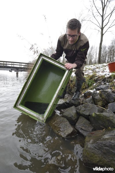 Uitzetten van glasaaltjes