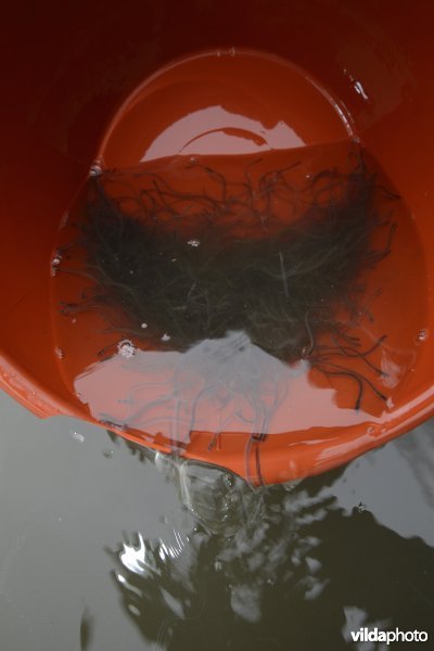 Uitzetten van glasaaltjes