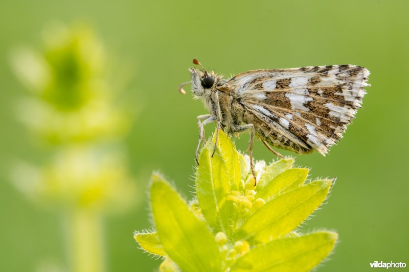 Zuidelijke aardbeivlinder