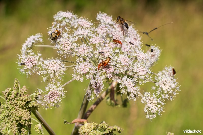 Gewone engelwortel met insecten