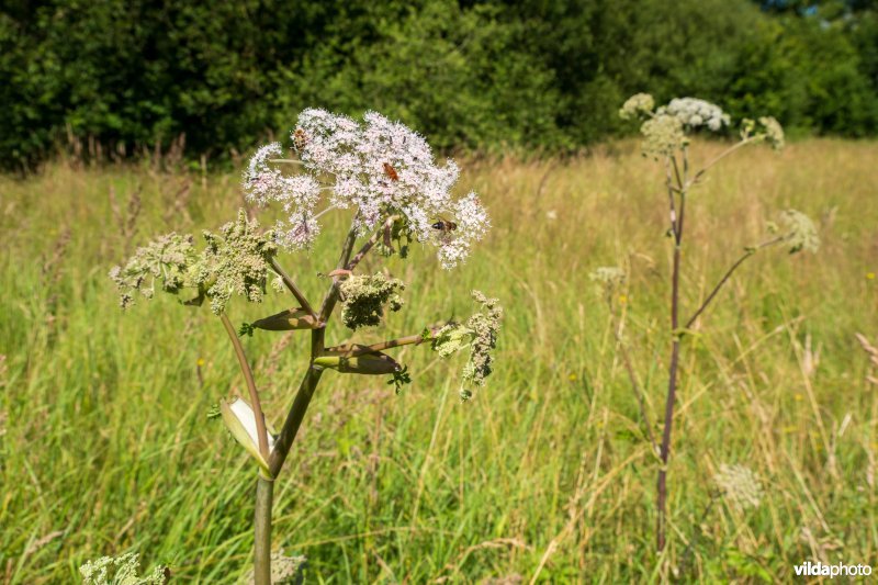 Gewone engelwortel met insecten