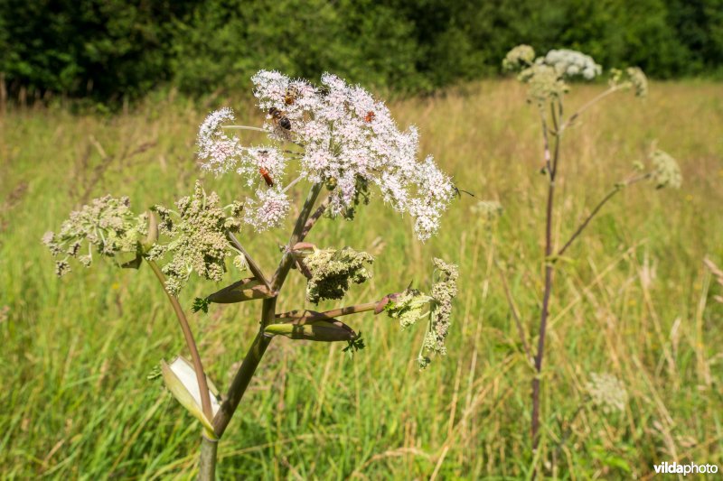 Gewone engelwortel met insecten