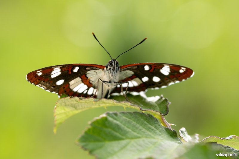 Blauwe ijsvogelvlinder