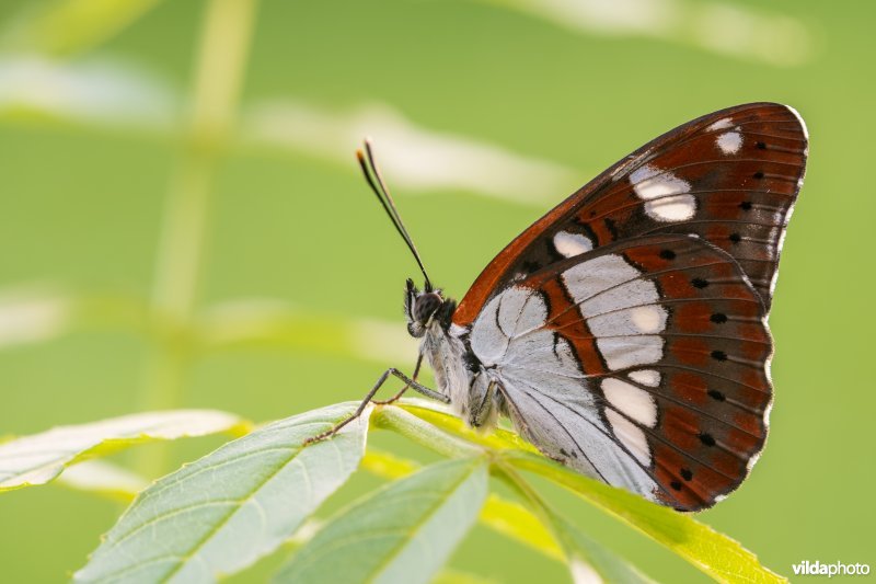 Blauwe ijsvogelvlinder