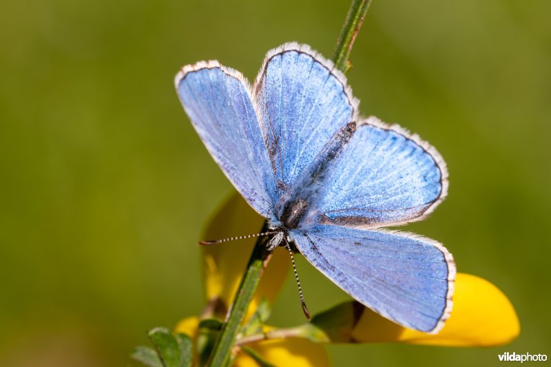 Mannetje Adonisblauwtje