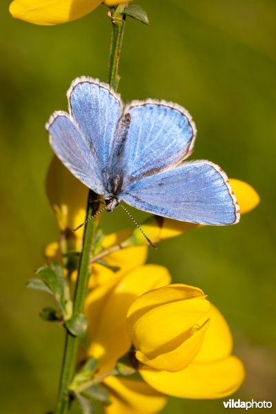 Mannetje Adonisblauwtje