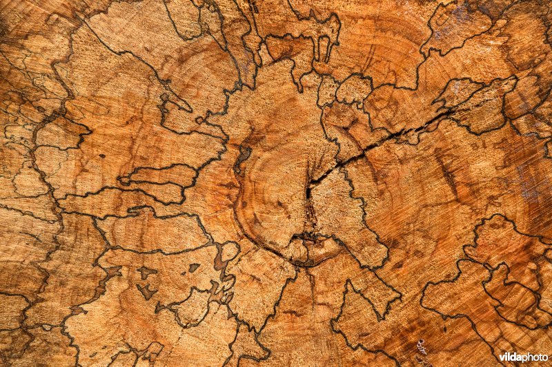 Beukenhout met schimmels