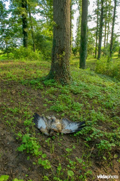Vergiftigde buizerd