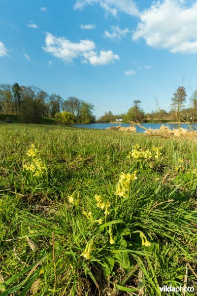 HGB Dotterbloemgrasland
